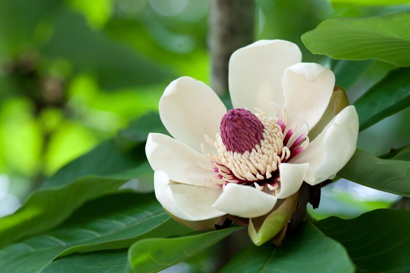 White Magnolia Flower — Serene, Spring, Photograph, Green Leaves