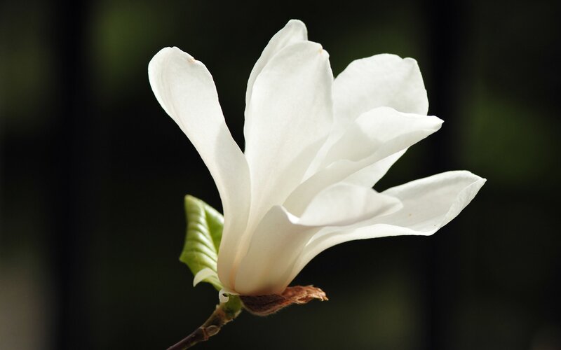 White Magnolia Flower — Serene, Spring, Photograph, Leaf