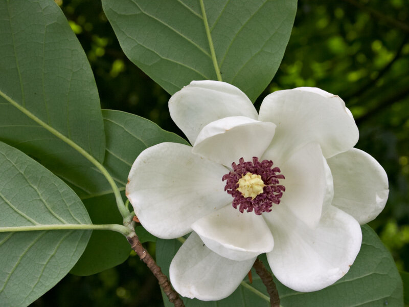 White Magnolia Flower — Serene, Spring, Photograph, Leaves