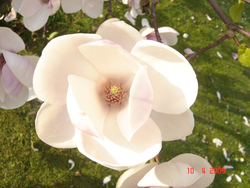White Magnolia Flower — Serene, Spring, Photograph