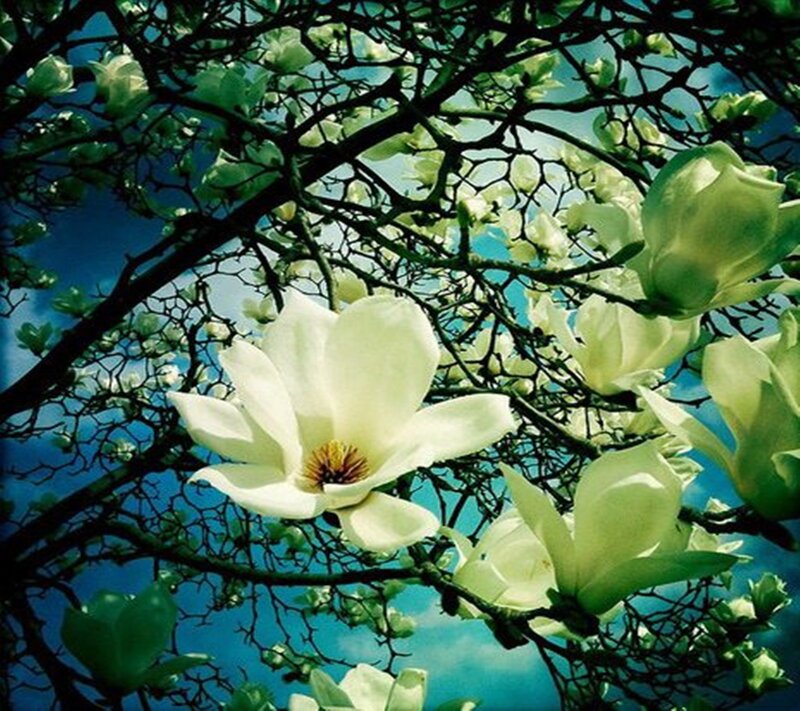 White Magnolia Flower — Serene, Spring, Photograph, Tree Branches