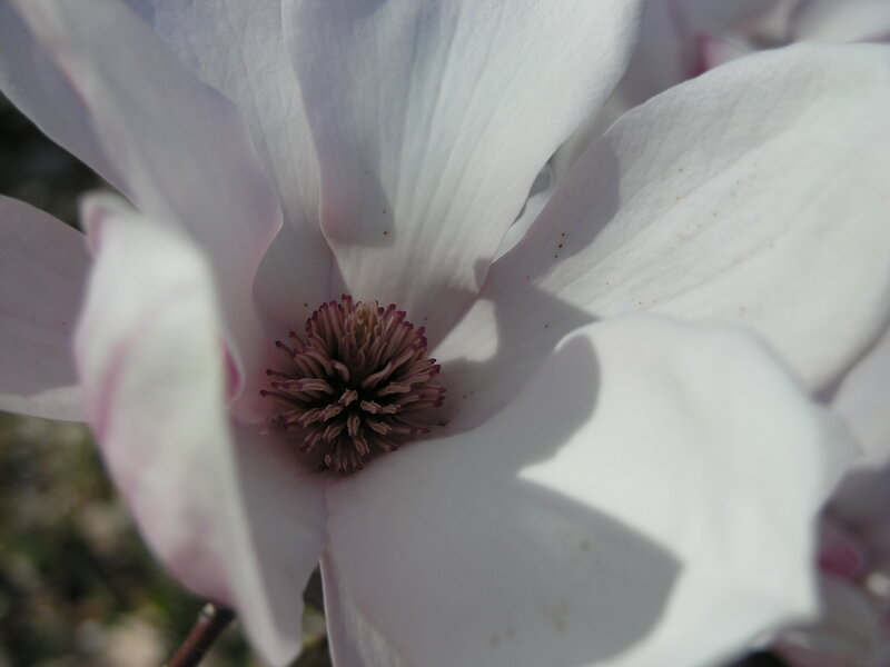 White Magnolia Flower — Serene, Spring