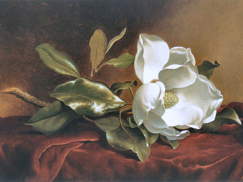 White Magnolia Flower — Serene