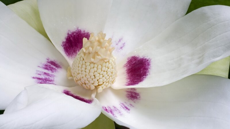 white magnolia flower with purple spots