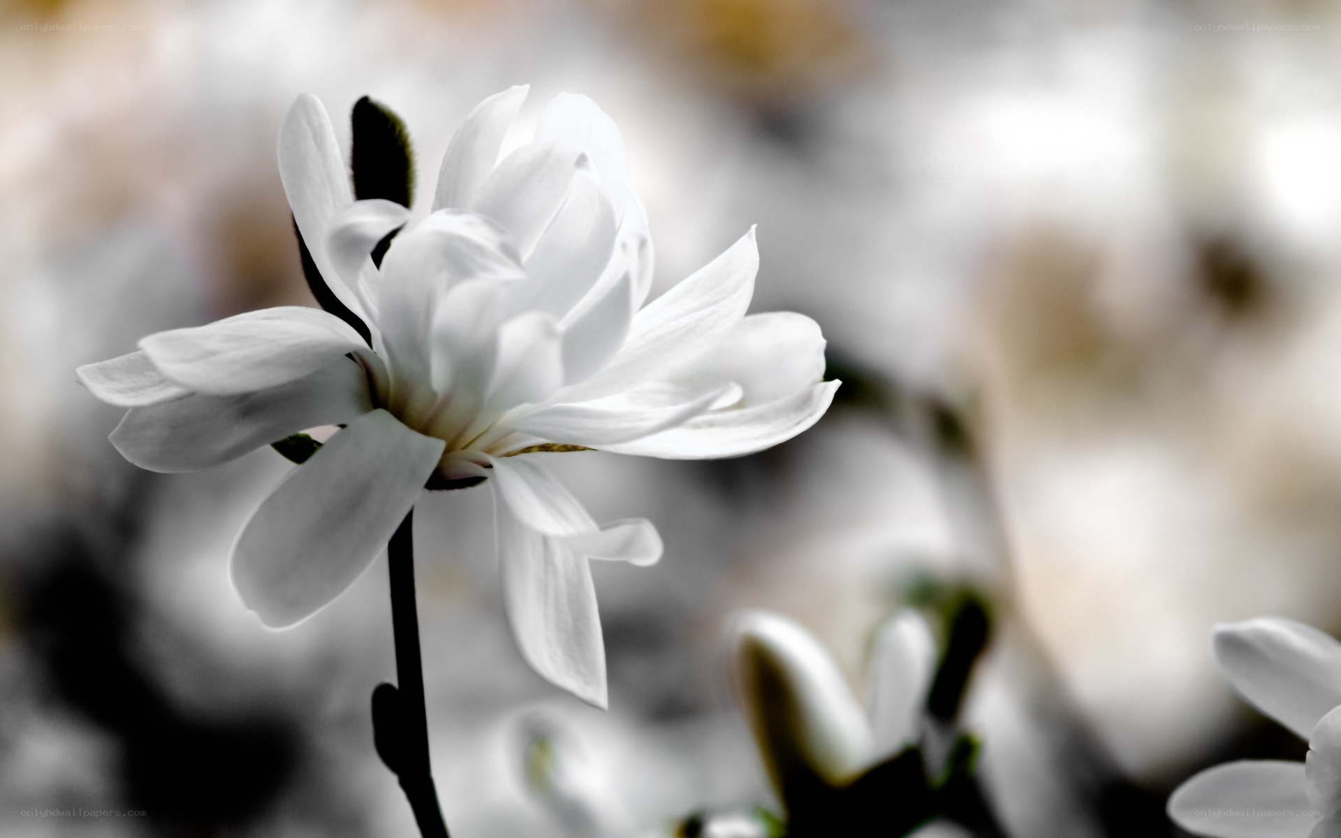 white magnolia flower