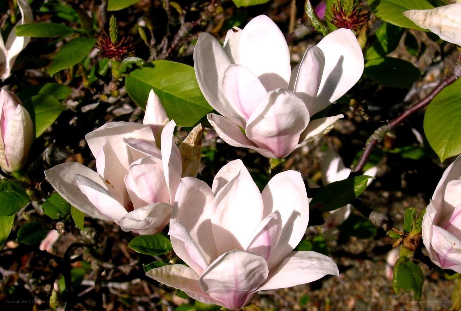 white magnolia flowers blooming