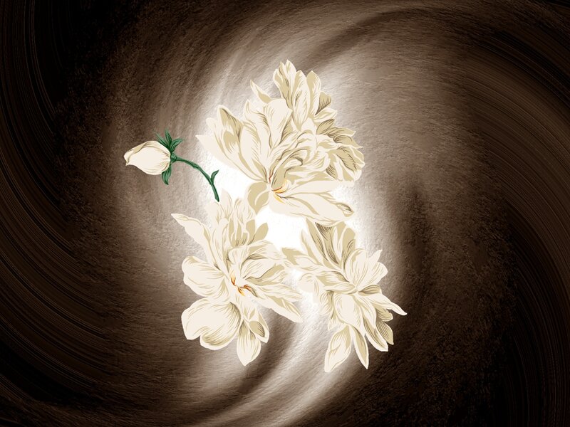 White Magnolia Flowers — Brown