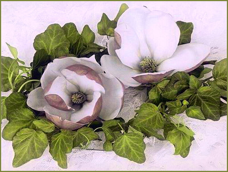 White Magnolia Flowers — Calm