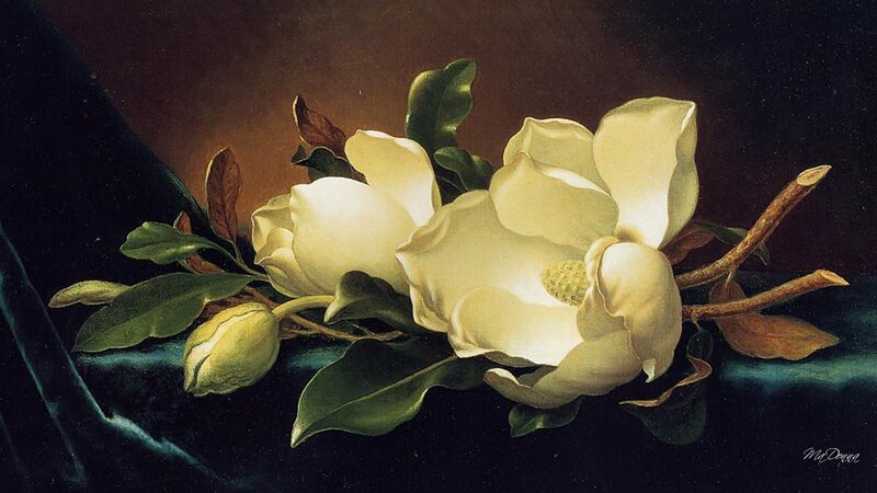 White Magnolia Flowers — Dramatic, Painting