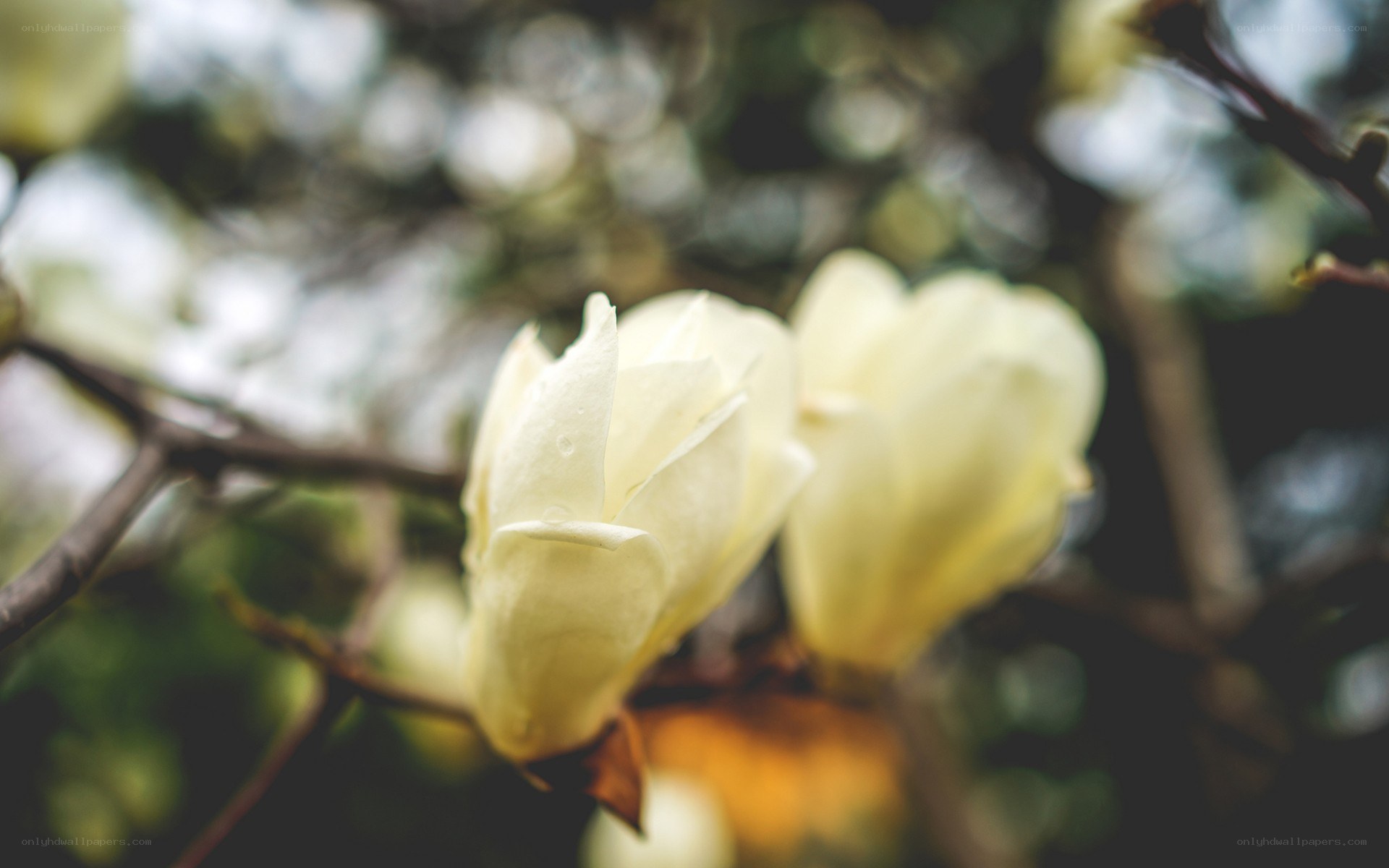 white magnolia flowers in bloom