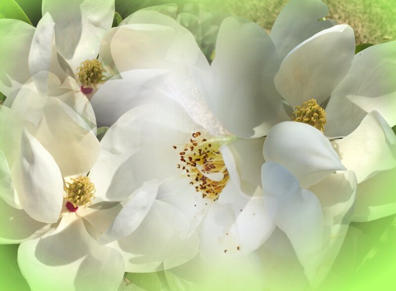 White Magnolia Flowers — Serene, Morning