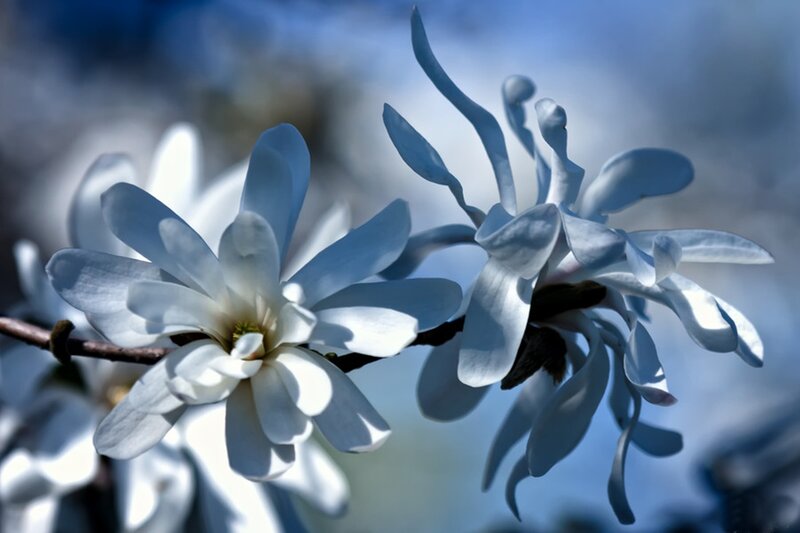 White Magnolia Flowers — Serene, Spring, Photograph, Branch
