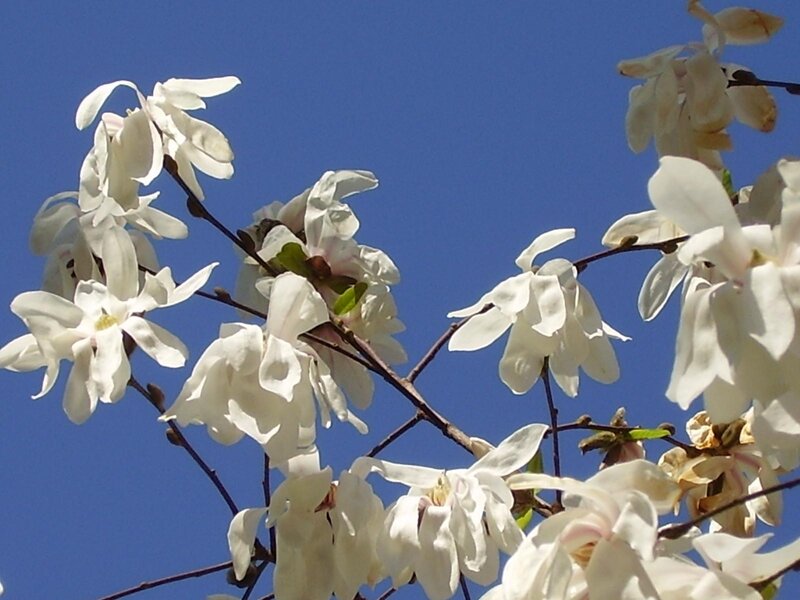 White Magnolia Flowers — Serene, Spring, Photograph, Branches, Sky, Leaves
