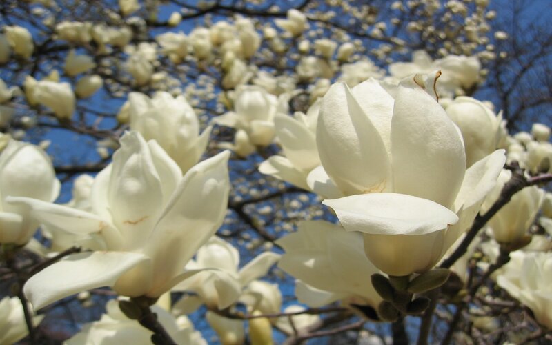 White Magnolia Flowers — Serene, Spring, Photograph, Branches, Sky