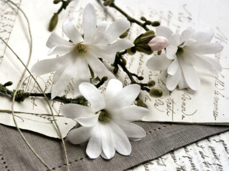 White Magnolia Flowers — Serene, Spring, Photograph, Branches