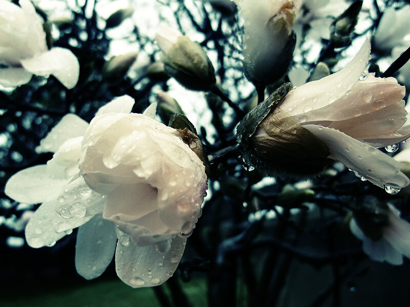 White Magnolia Flowers — Serene, Spring, Photograph, Buds