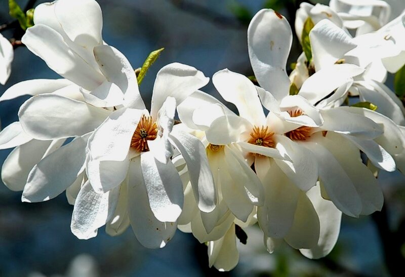 White Magnolia Flowers — Serene, Spring, Photograph