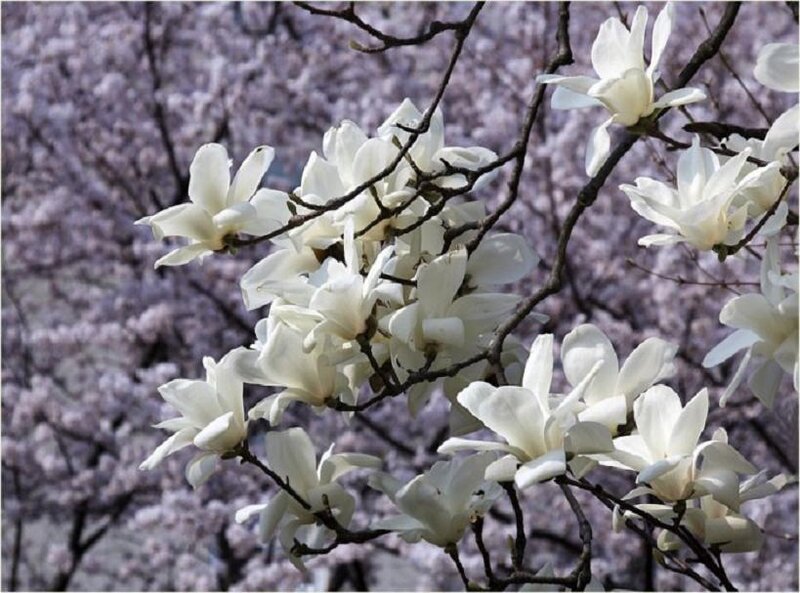 White Magnolia Flowers — Serene, Spring, Photograph, Tree Branches