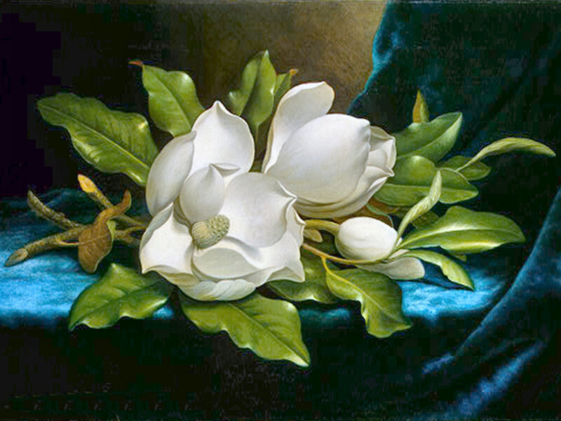 White Magnolia Flowers — Serene