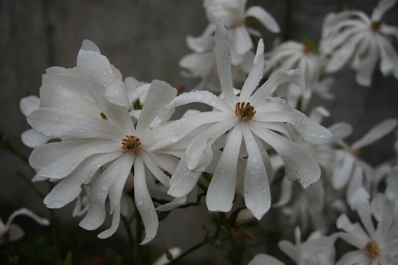 White Magnolia Flowers