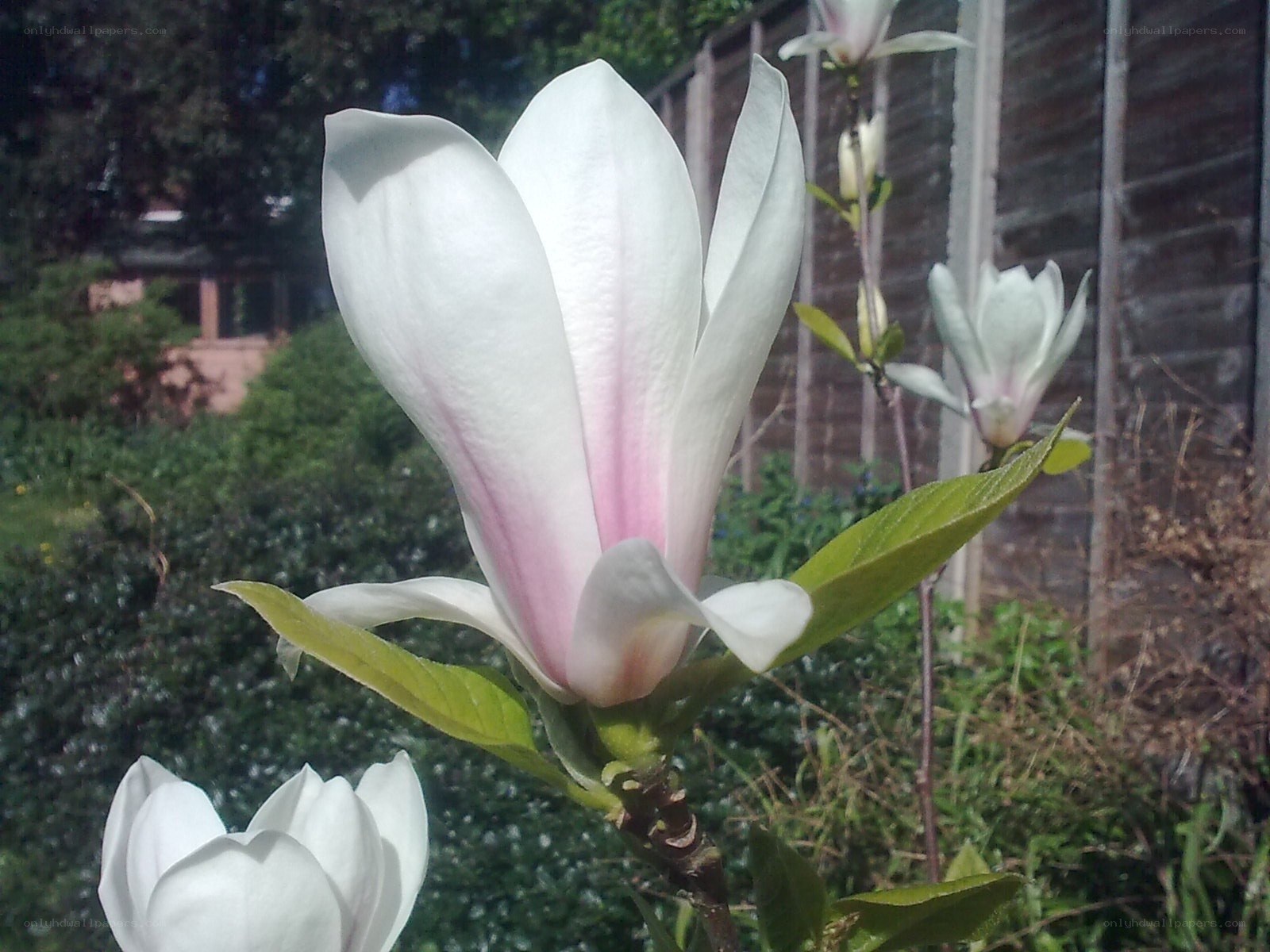 White magnolia in bloom