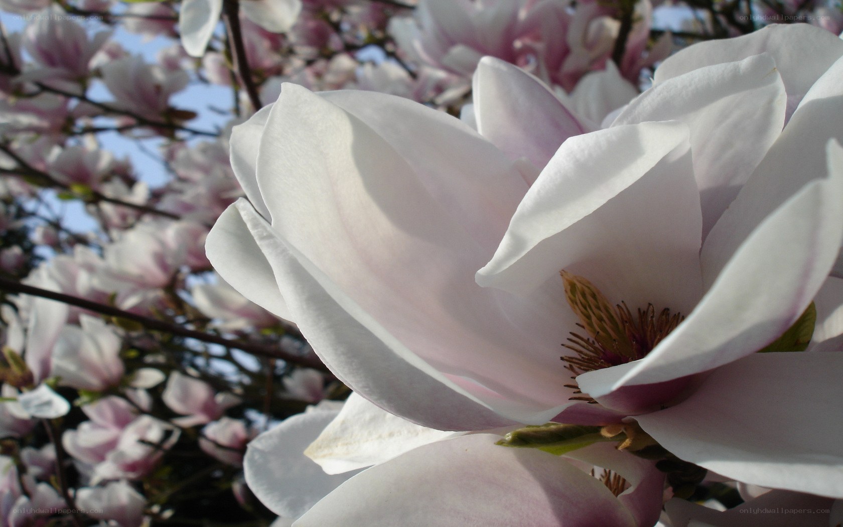 White magnolia in bloom