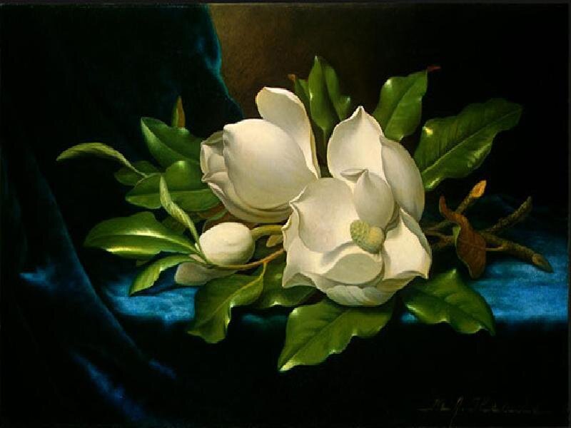 White magnolia on blue velvet