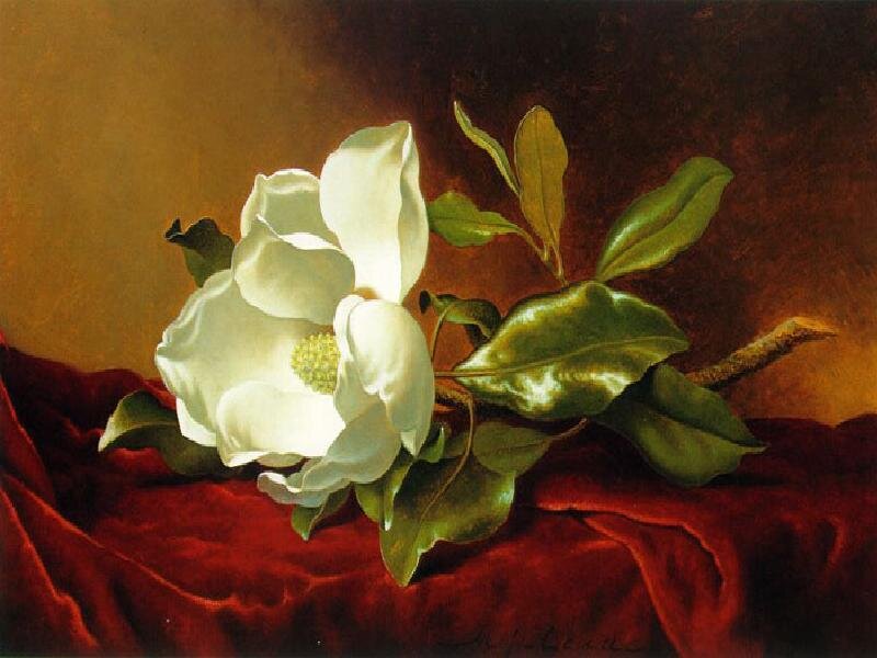 White magnolia on red velvet