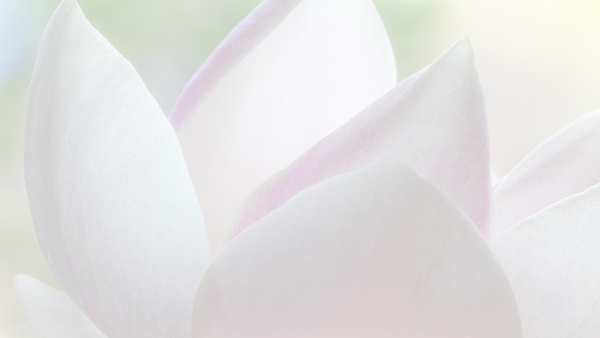 white magnolia petals