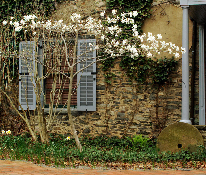 White Magnolia Tree