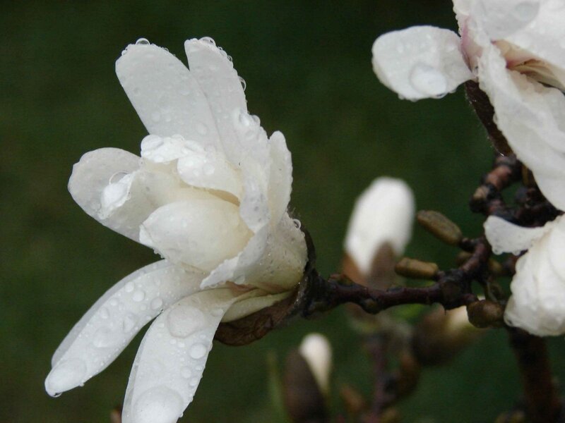 White magnolia with raindrops