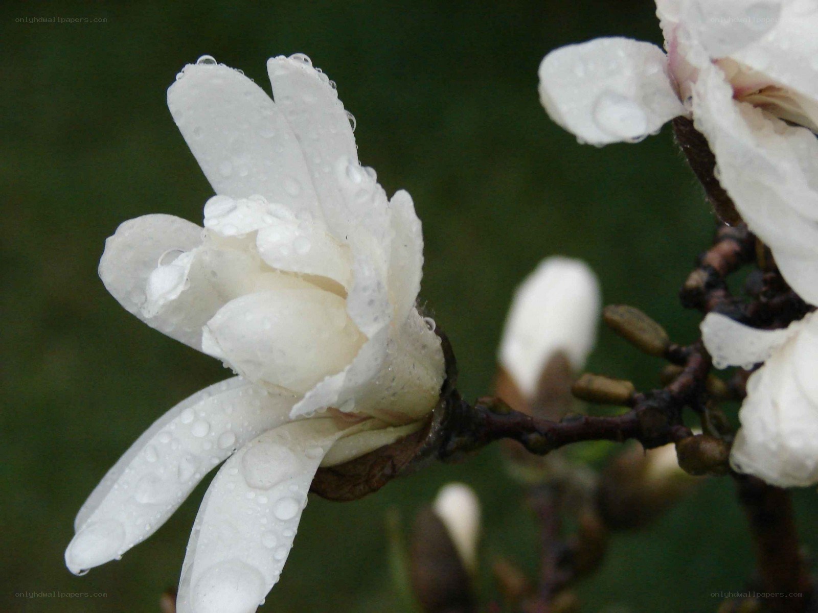 White magnolia with raindrops