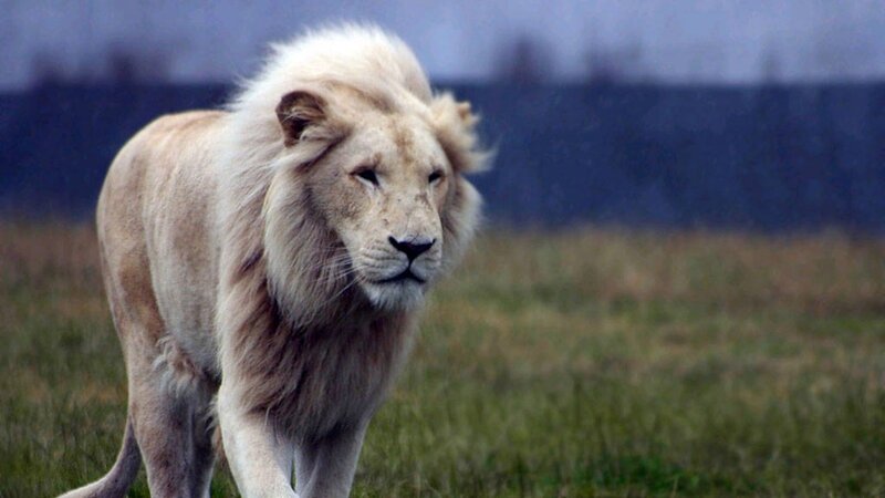 White Male Lion — Beige