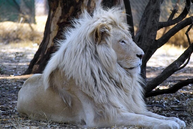 White Male Lion — Calm, Afternoon