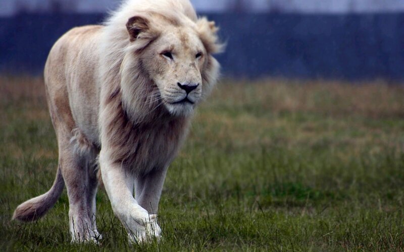 White Male Lion — Calm, Photograph