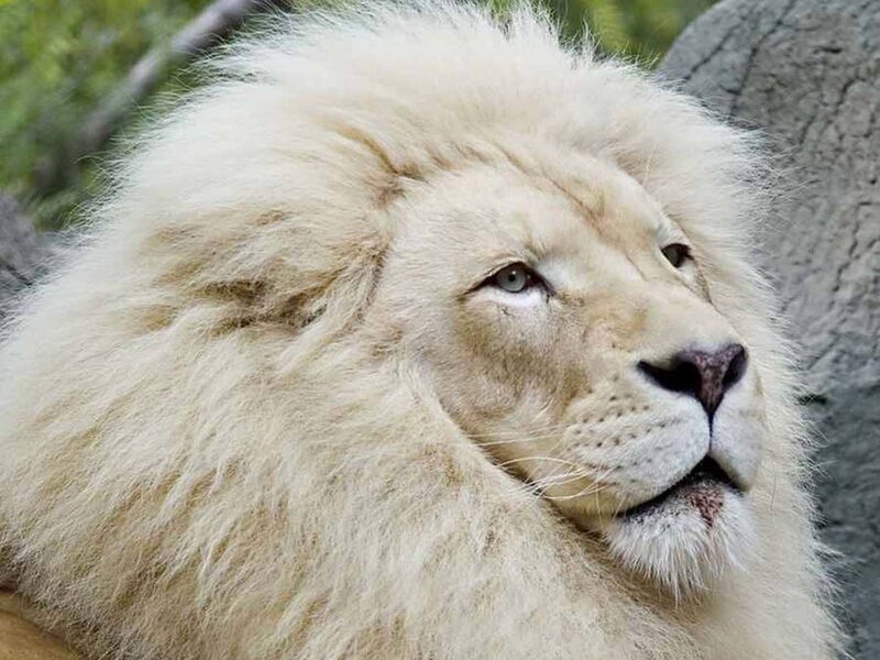 White Male Lion — Calm
