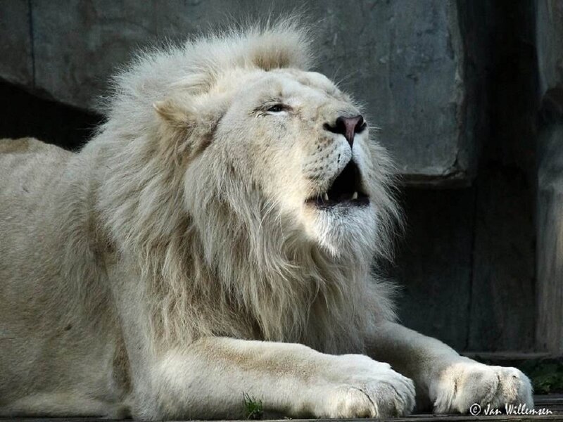 White Male Lion — Dramatic, Photograph