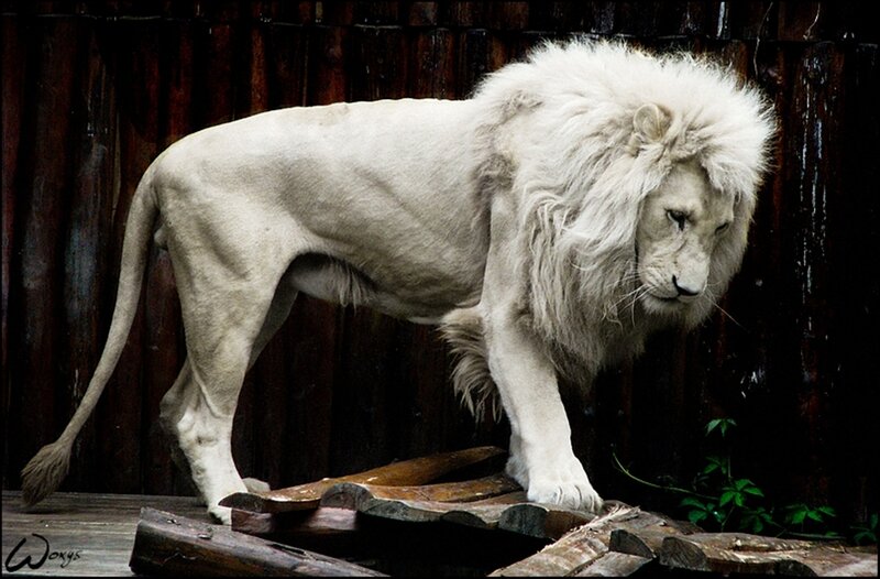 White Male Lion — Dramatic