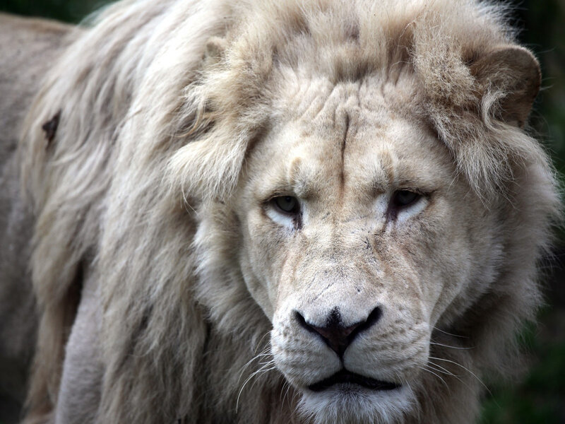 White Male Lion — Intense