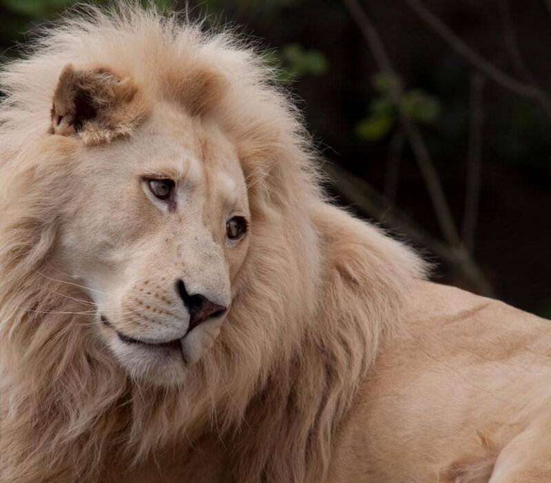 White Male Lion