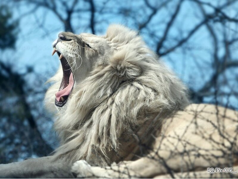 White Male Lion Yawning — Gray