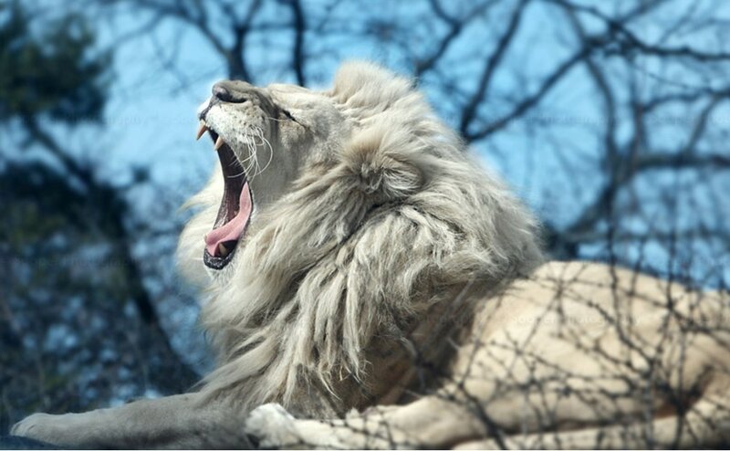 White Male Lion Yawning