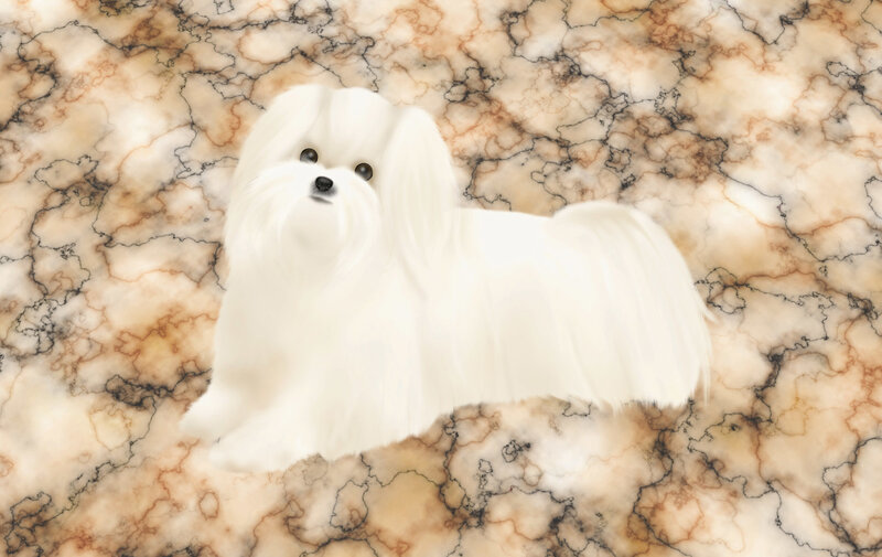 White Maltese Dog — Calm, Digital Art