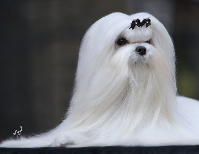 White Maltese Dog — Calm, Photograph, Black Bows