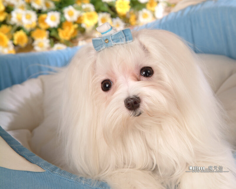White Maltese Dog — Calm, Photograph, Blue Bow