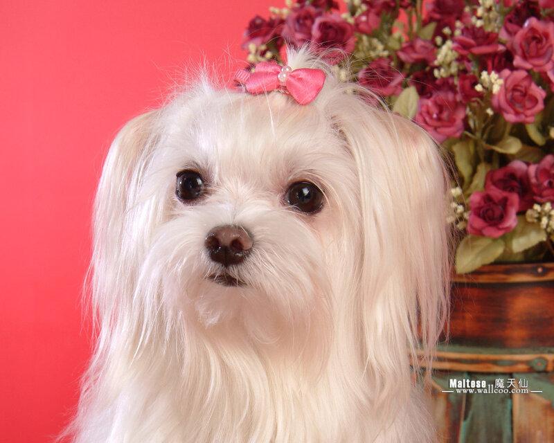 White Maltese Dog — Calm, Photograph, Pink Bow