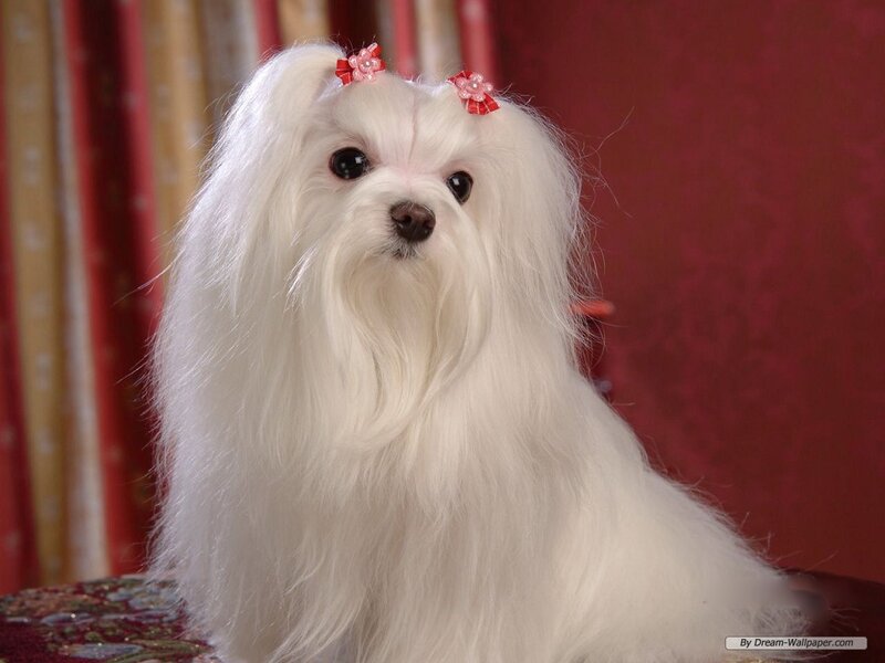 White Maltese Dog — Calm, Photograph