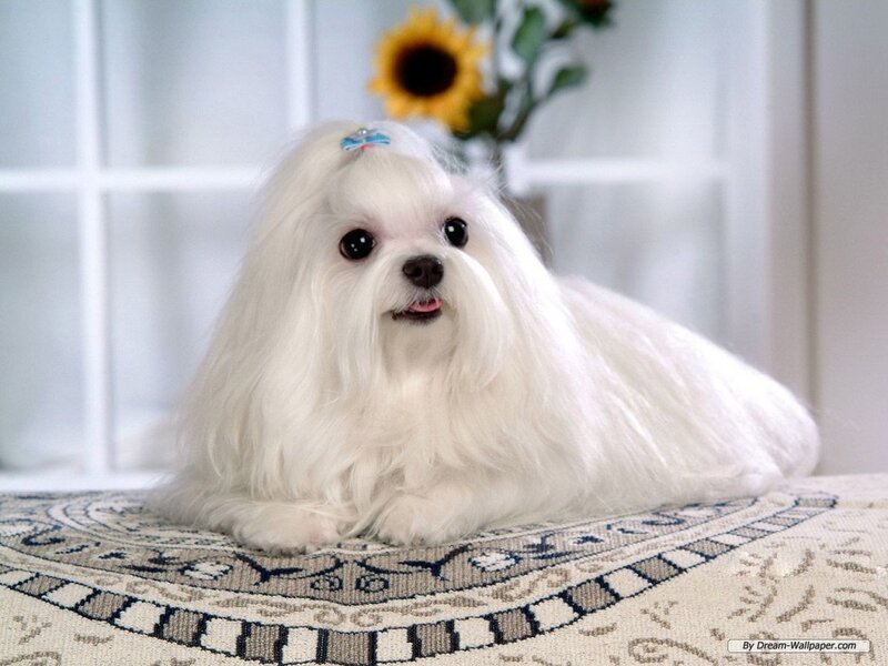 White Maltese Dog — Calm