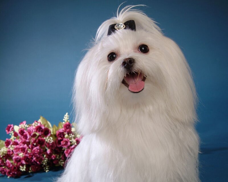 White Maltese Dog — Happy