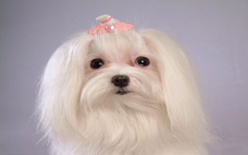 White Maltese Dog — Neutral